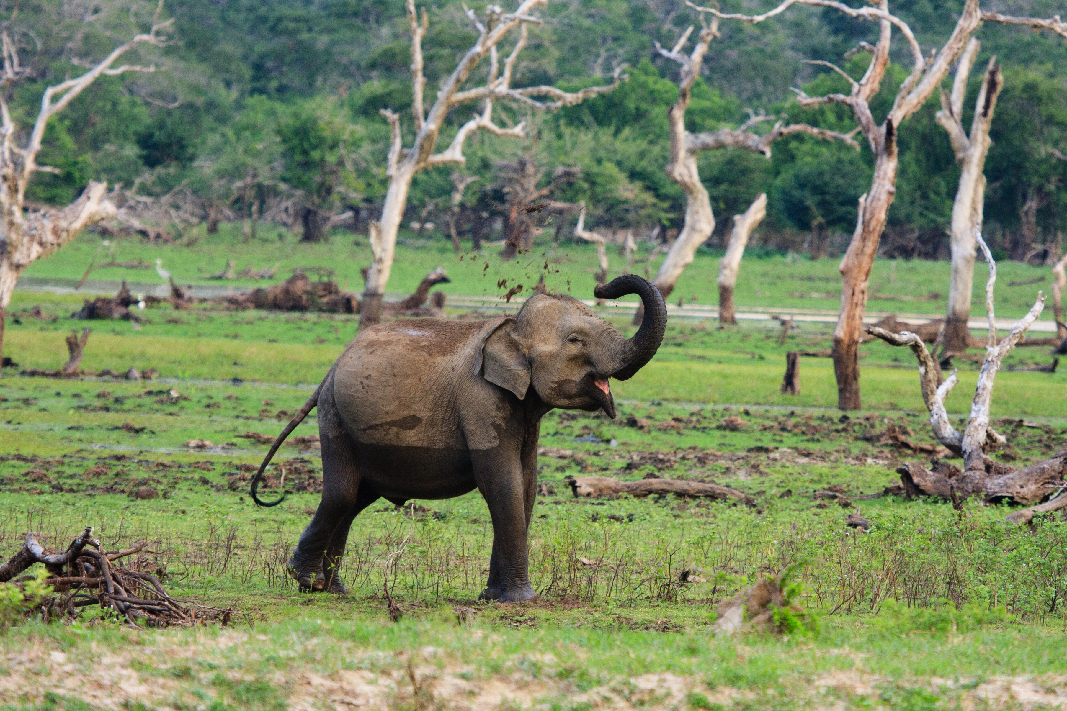 A baby elephant frolics in the mud near Chena Huts, Sri Lanka