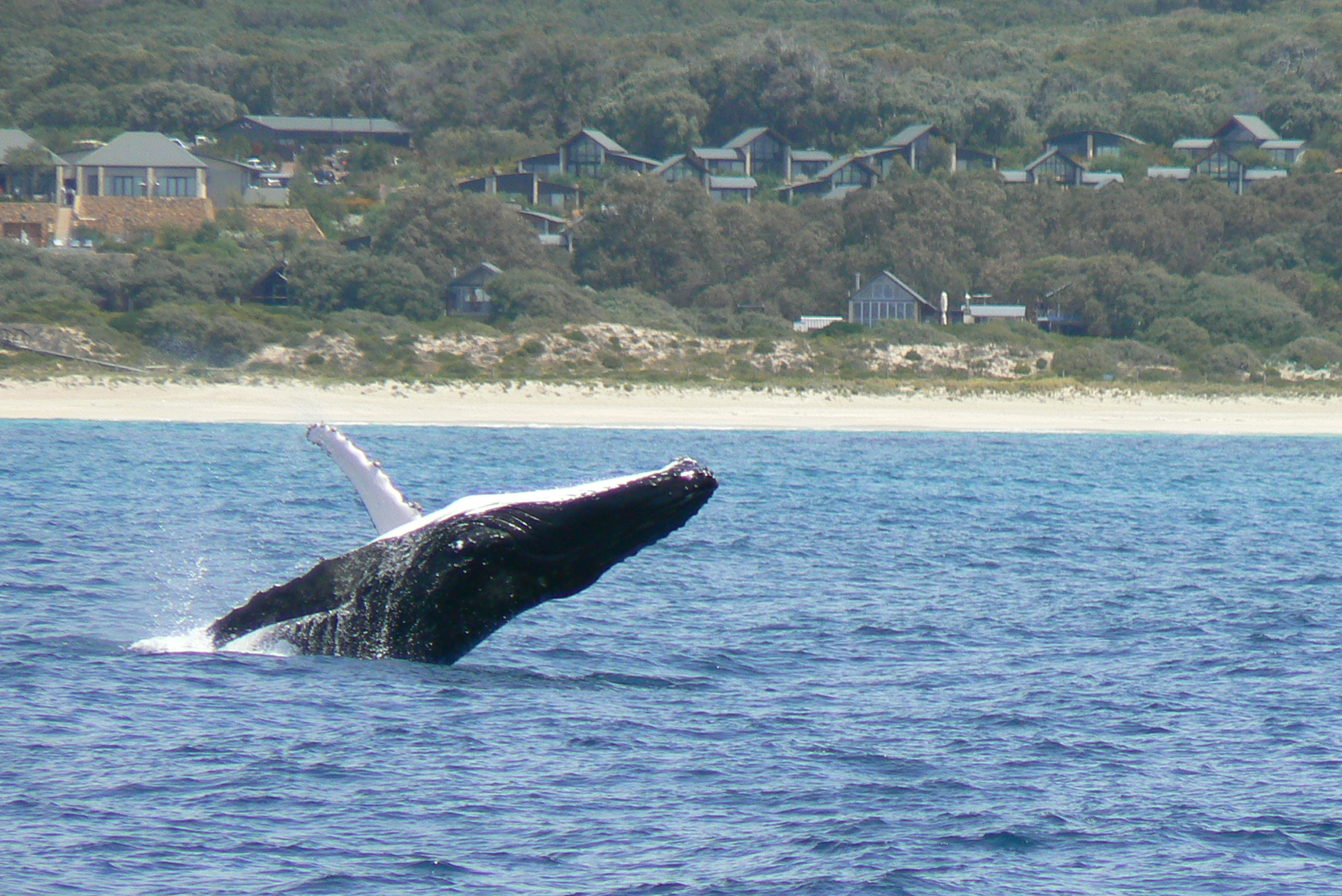 Whale diving out of the ocean in front of Pullman Resort, Bunker Bay