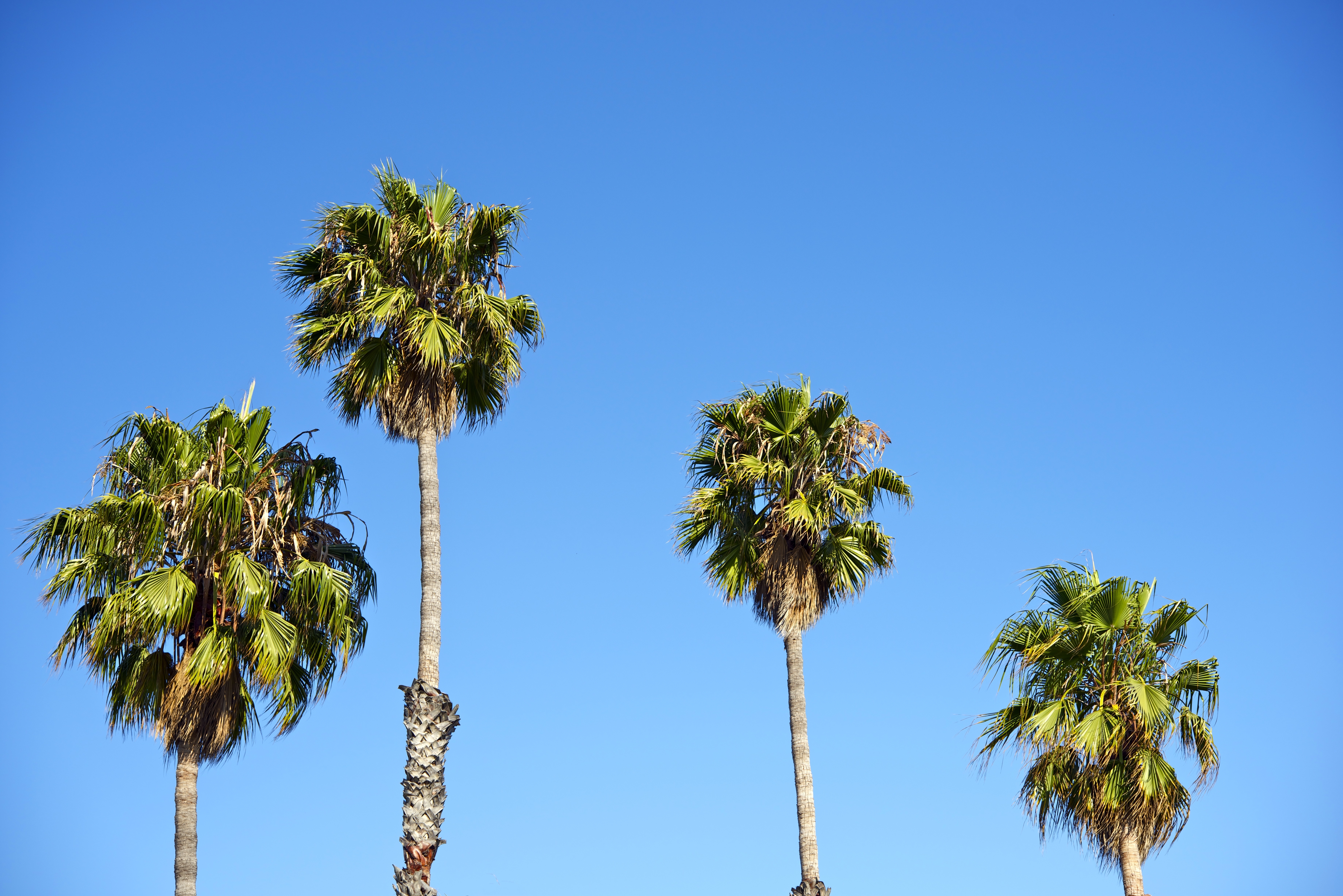 Palm Trees at Palm Springs in California