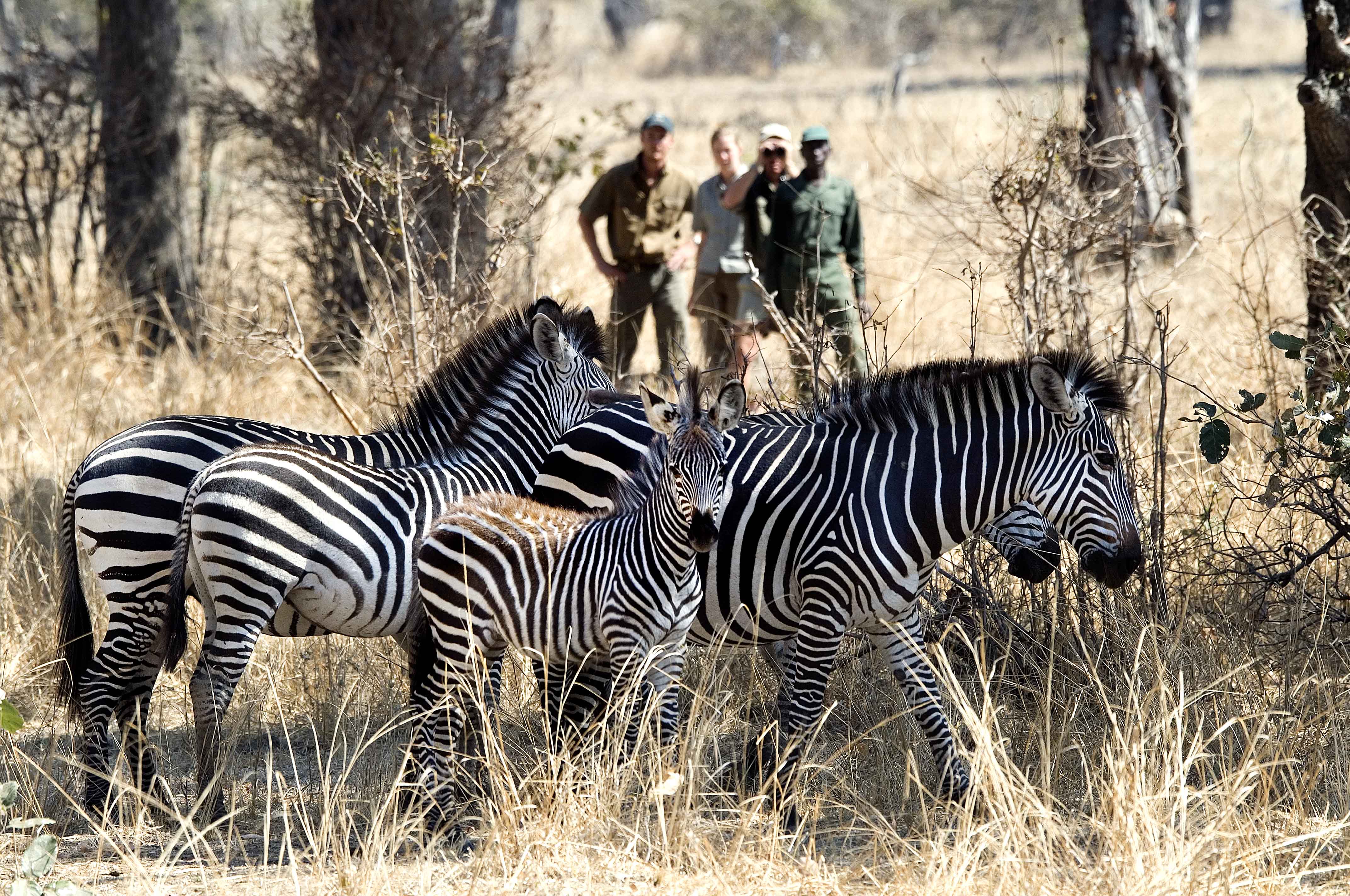 Family of zebras in South Luangwa