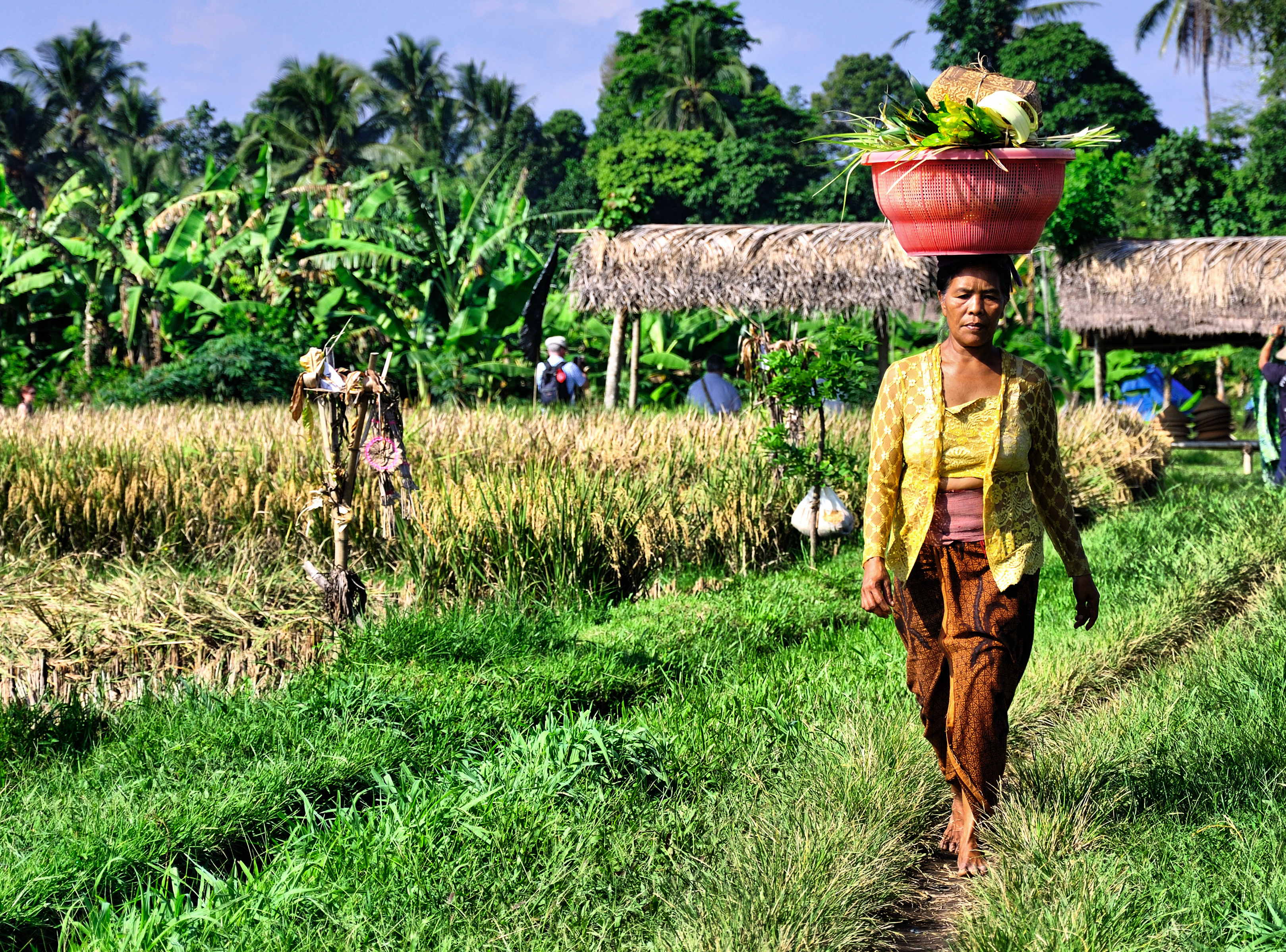 Lady working in rice field in Indonesia