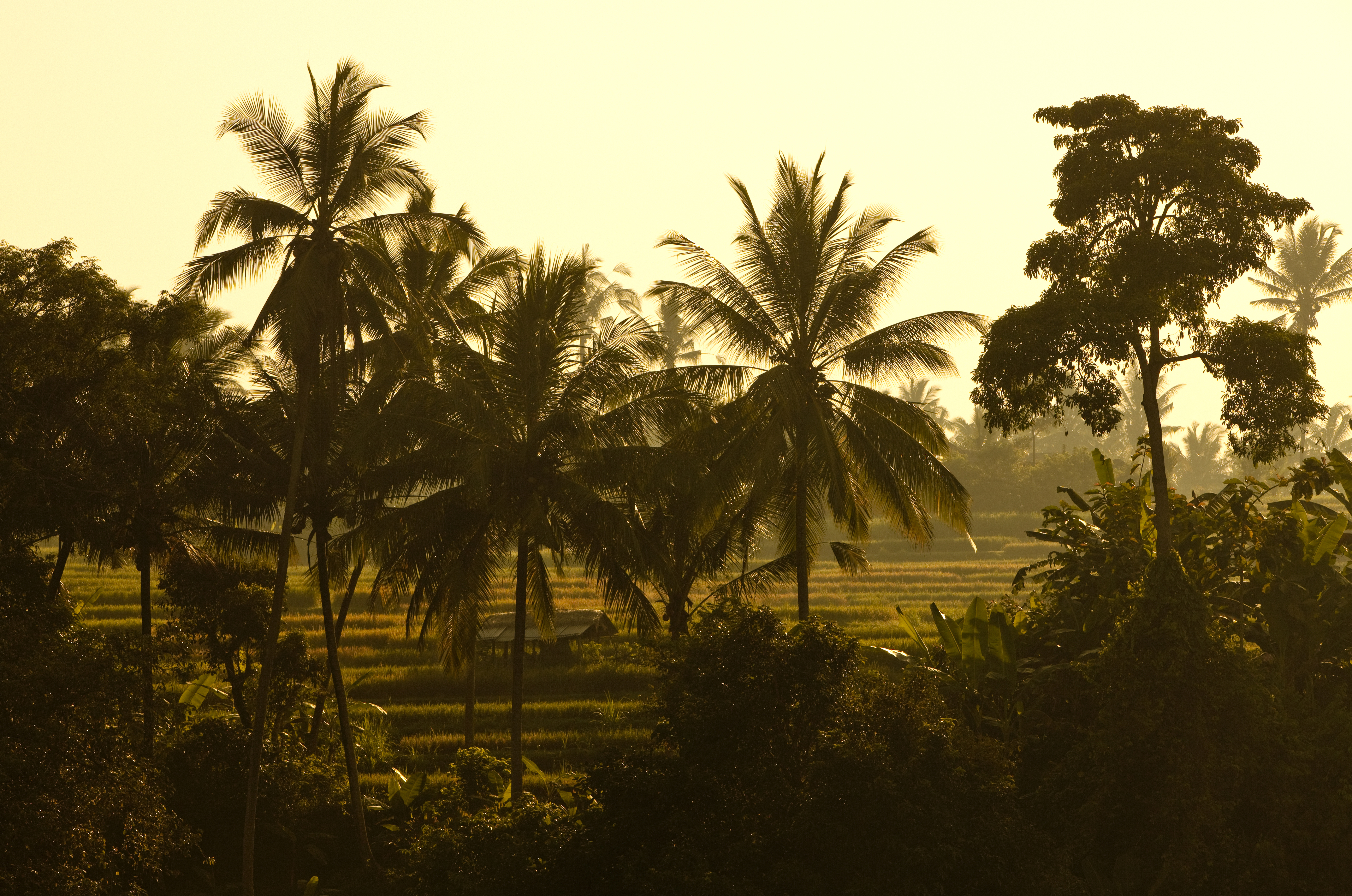 Rice fields at sunset at Uma Ubud in Bali