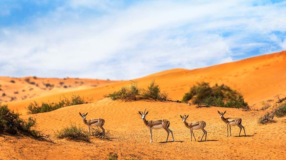 Luxury Middle East Holidays 2022/2023 Turquoise Holidays