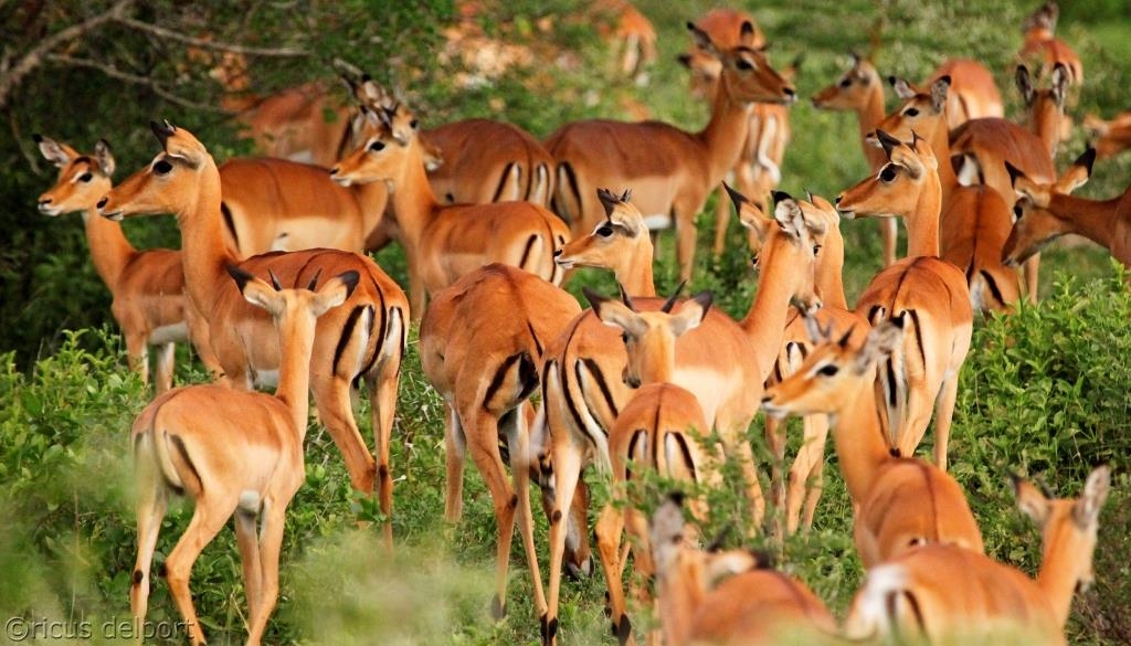Selous Impalas