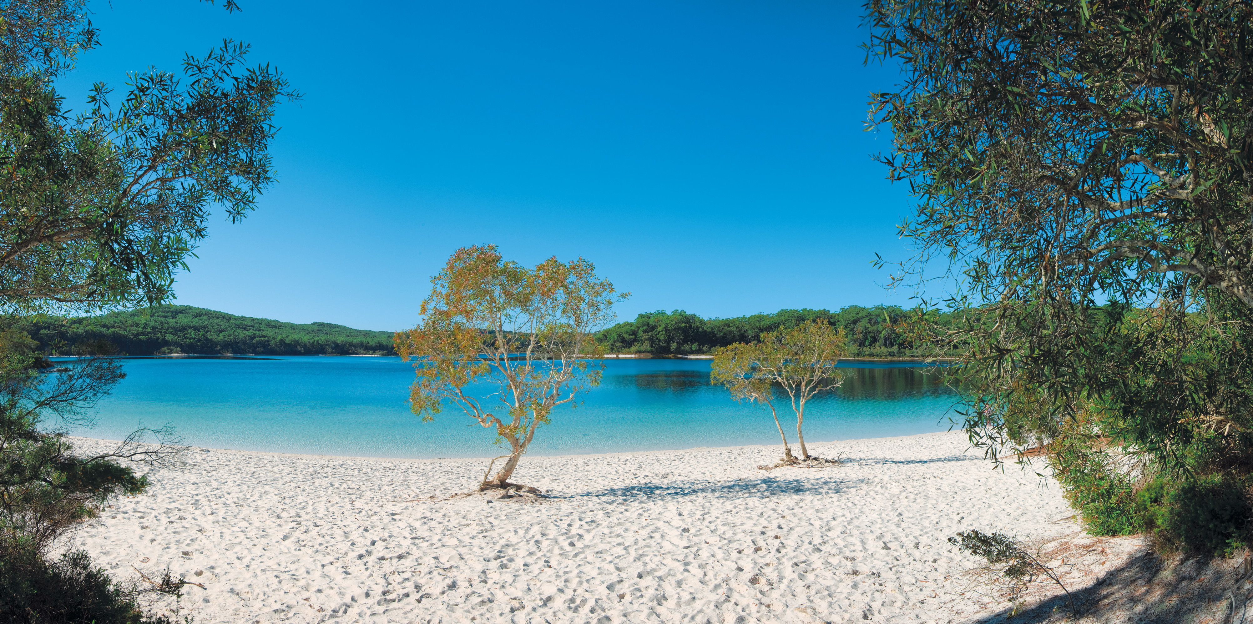 Fraser Island beach with trees