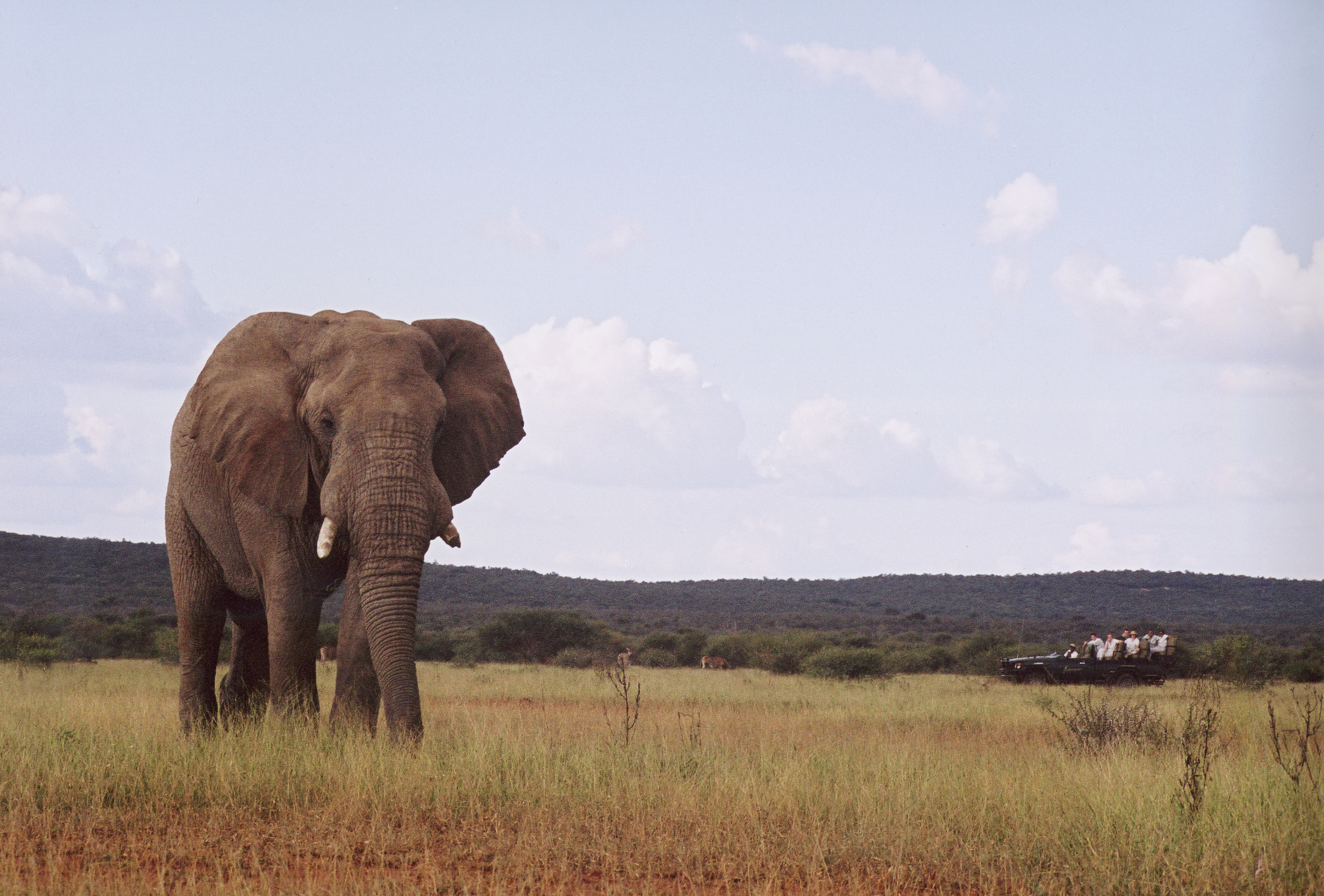 Game drive approaching elephant sighting at Makanyane