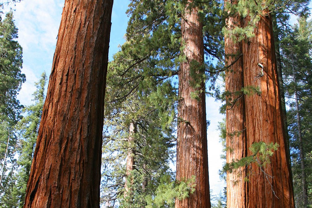 Yosemite National Park Trees